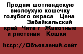 Продам шотландскую вислоухую кошечку голубого окраса › Цена ­ 2 600 - Забайкальский край, Чита г. Животные и растения » Кошки   